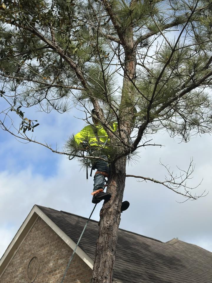 Large tree sections after complete removal, yard cleanup in progress