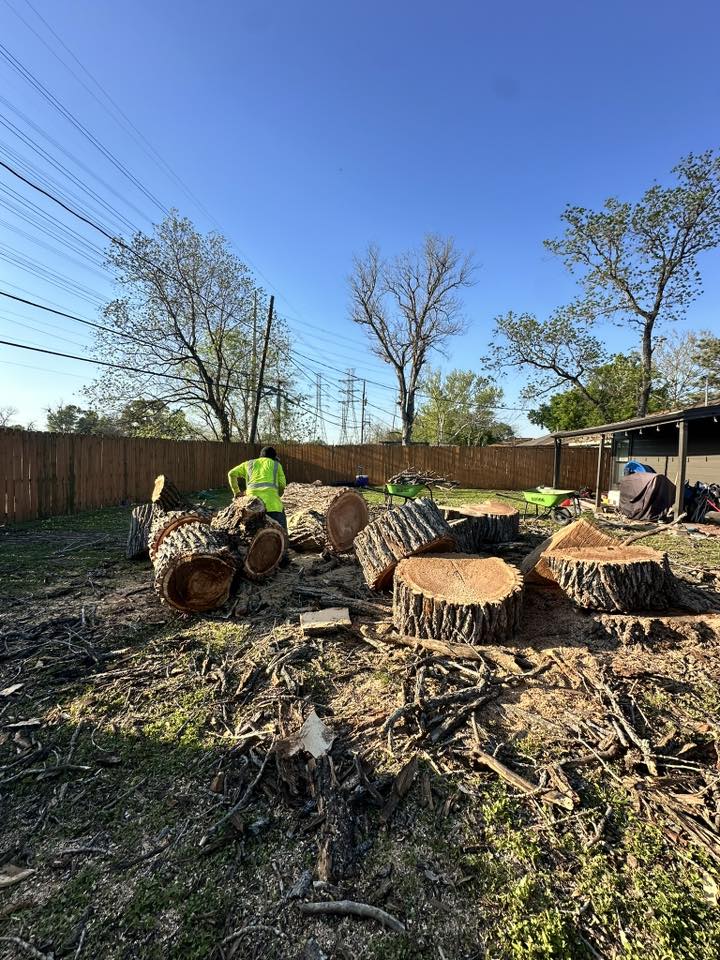 Certified arborist climbing a pine tree near a residential home