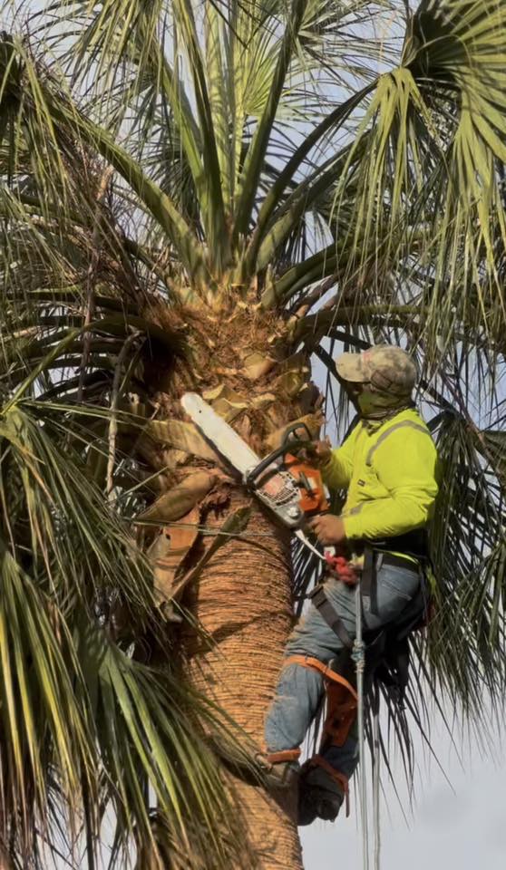 Tree service professional trimming a tall palm tree with a chainsaw