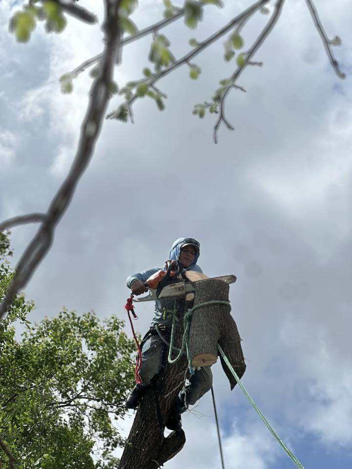 Expert tree climber using ropes to safely lower a large log
